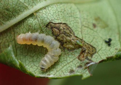 Caloptilia cuculipennella